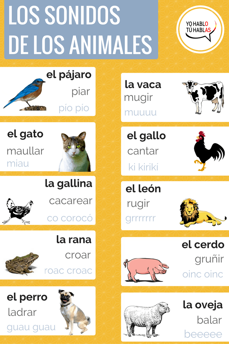 Cañón La ciudad Acuoso Los sonidos de los animales . Spanish vocabulary for Spanish learners.