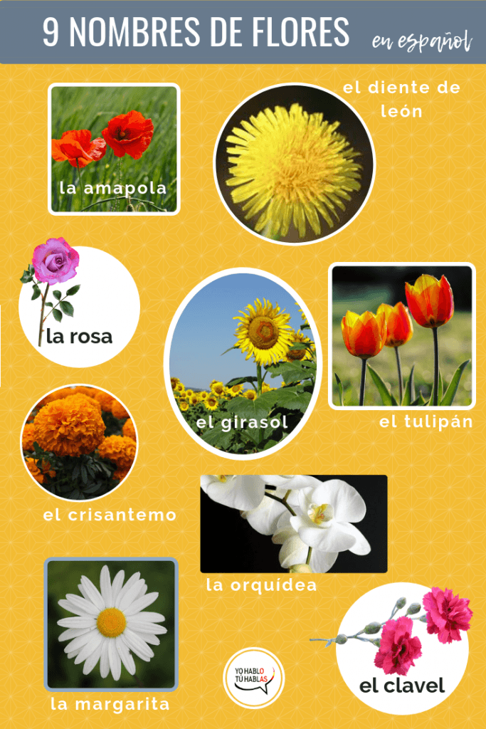 Algunas flores en español. Spanish vocabulary for Spanish learners.